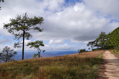 Trees on field against sky