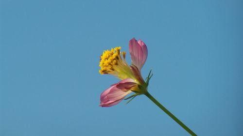 Close-up of pink flower against blue sky