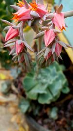 Close-up of pink flowers