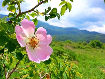 Close-up of pink flower