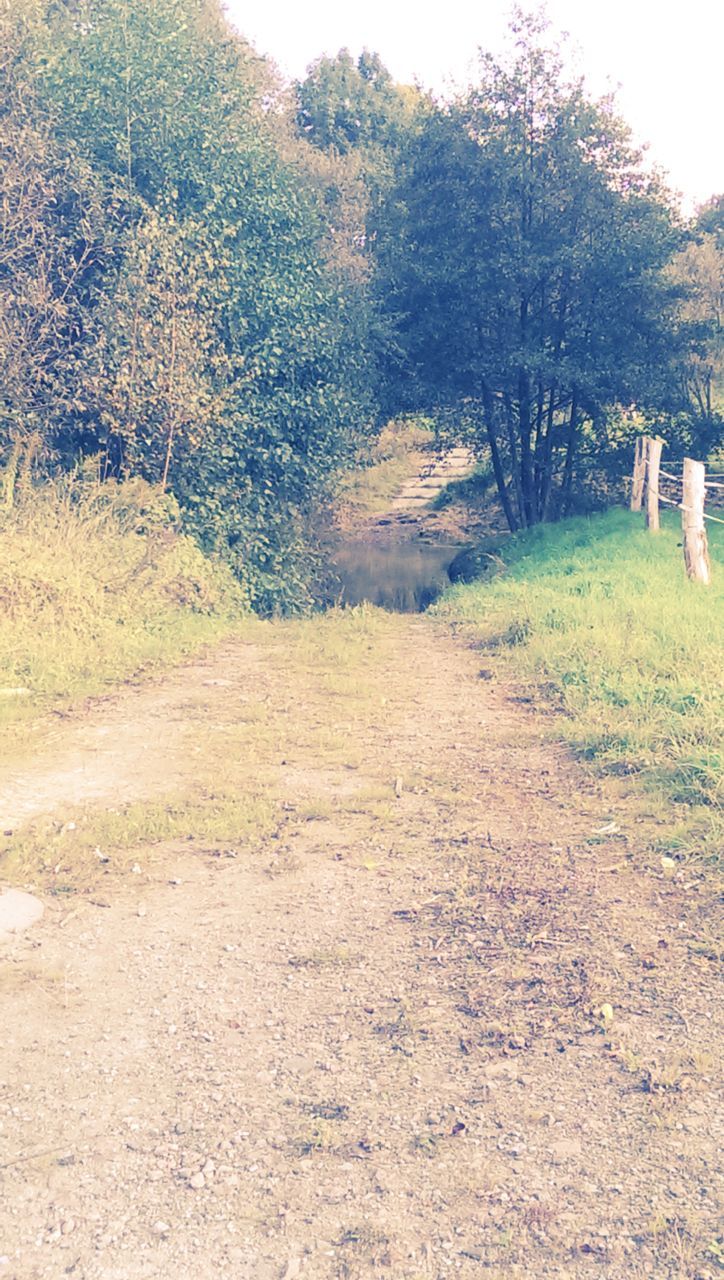 the way forward, tree, diminishing perspective, dirt road, tranquility, tranquil scene, vanishing point, landscape, nature, growth, transportation, scenics, non-urban scene, beauty in nature, footpath, road, field, day, outdoors, forest