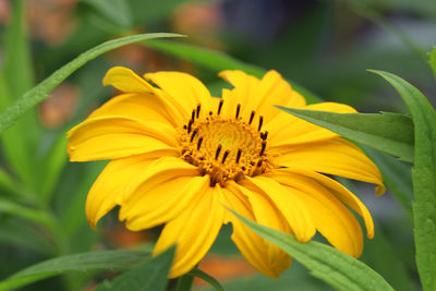 Close-up of insect on yellow flower