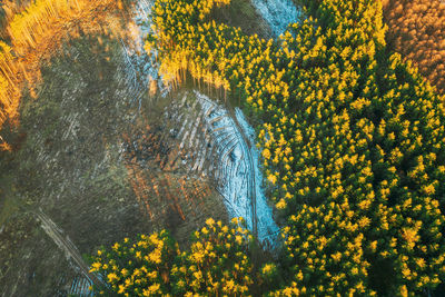 Aerial view of snow on field by forest