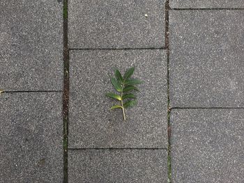 High angle view of plants growing on footpath