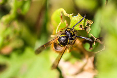 Close-up of wasp on plant