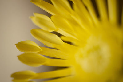 Close-up of yellow flower against white background