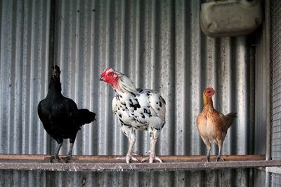Three chooks roosting in a chicken shed