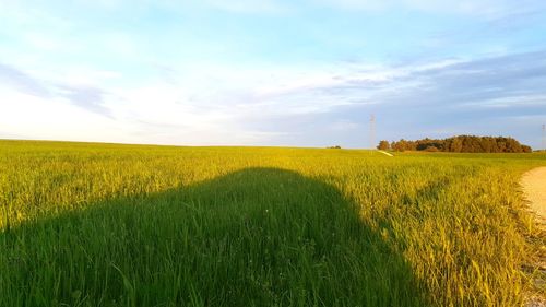 Scenic view of agricultural field against sky