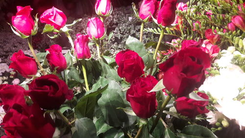 Close-up of red flowers