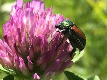 Close-up of insect on pink flower