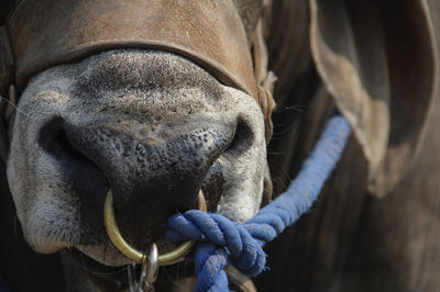 Close-up of a horse