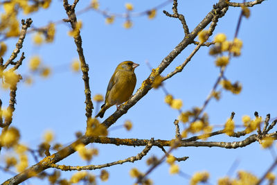 Low angle view of bird perching on tree