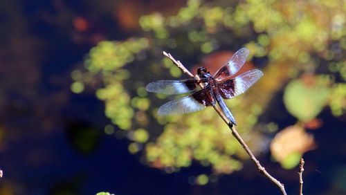 Close-up of dragonfly on branch