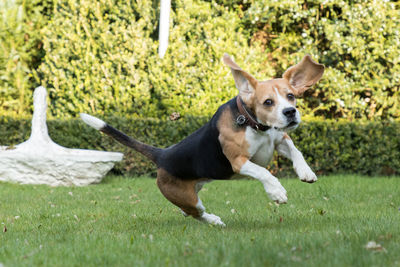 Dog on grass