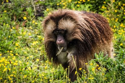 Monkey in a field