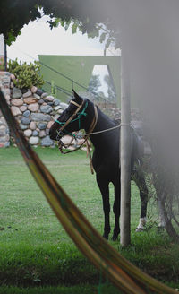 Horse standing in a field