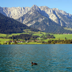 View of ducks swimming in lake