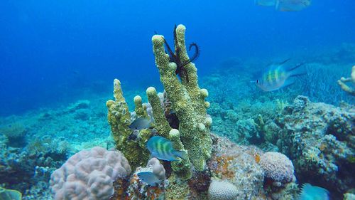 Close-up of coral in sea