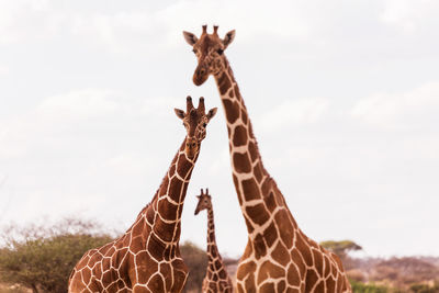 Giraffes standing against sky