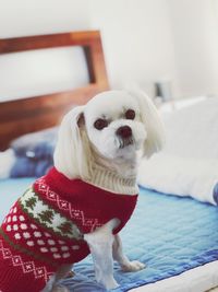 Close-up of dog sitting at home