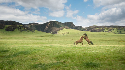 Horses in a field