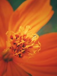 Close-up of yellow flower