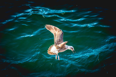 High angle view of fish swimming in sea