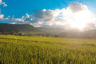 Scenic view of field against bright sun