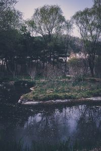 Scenic view of lake in forest