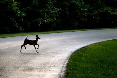 Deer walking on road