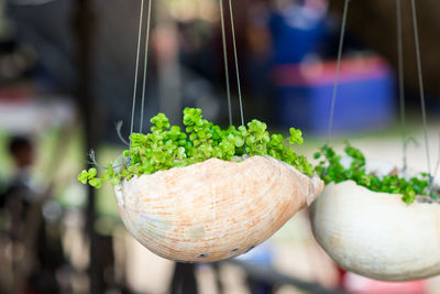 Close-up of vegetables for sale