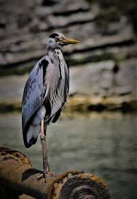 Bird perching on rock