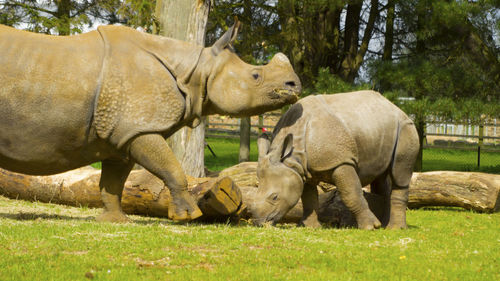 View of elephant on grassy field