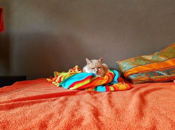 Multi colored cat relaxing on bed at home