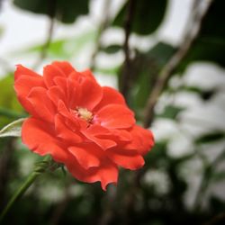 Close-up of red flower