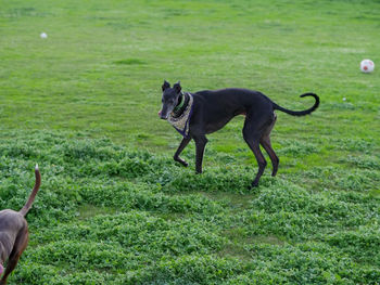 Dog standing in field