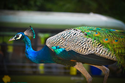 Close-up of peacock