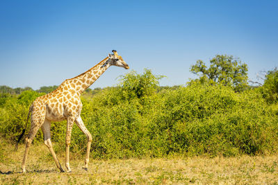 Giraffes on grassy field