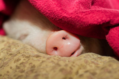 Close-up of baby sleeping on bed