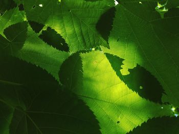 Close-up of fresh green leaf