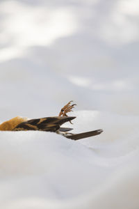 Close-up of lizard against sky