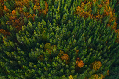 Aerial view of trees in forest