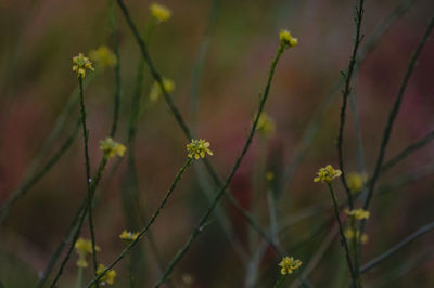 Close-up of flowering plant