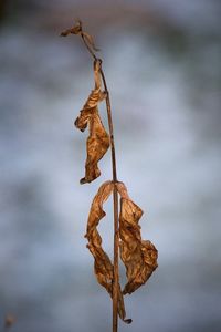 Close-up of dry leaves hanging on plant against sky
