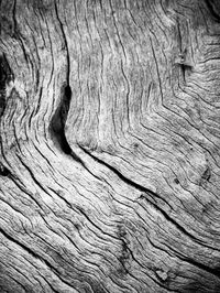 Full frame shot of tree trunk