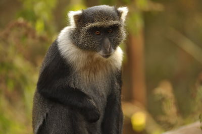 Close-up portrait of monkey