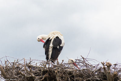 Low angle view of bird perching on nest against sky