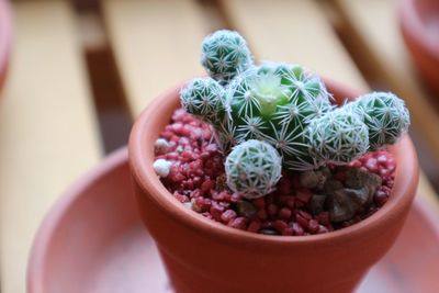 Close-up of potted plant on table