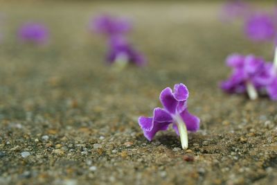 Close-up of purple crocus flowers on field