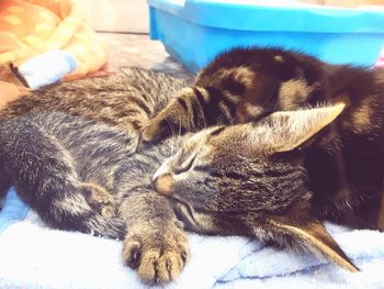 Close-up of cat sleeping